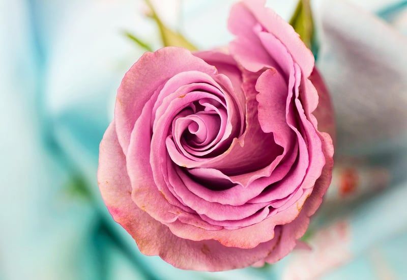 Elegant Petals